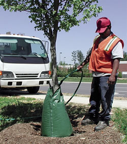 Treegator professional watering